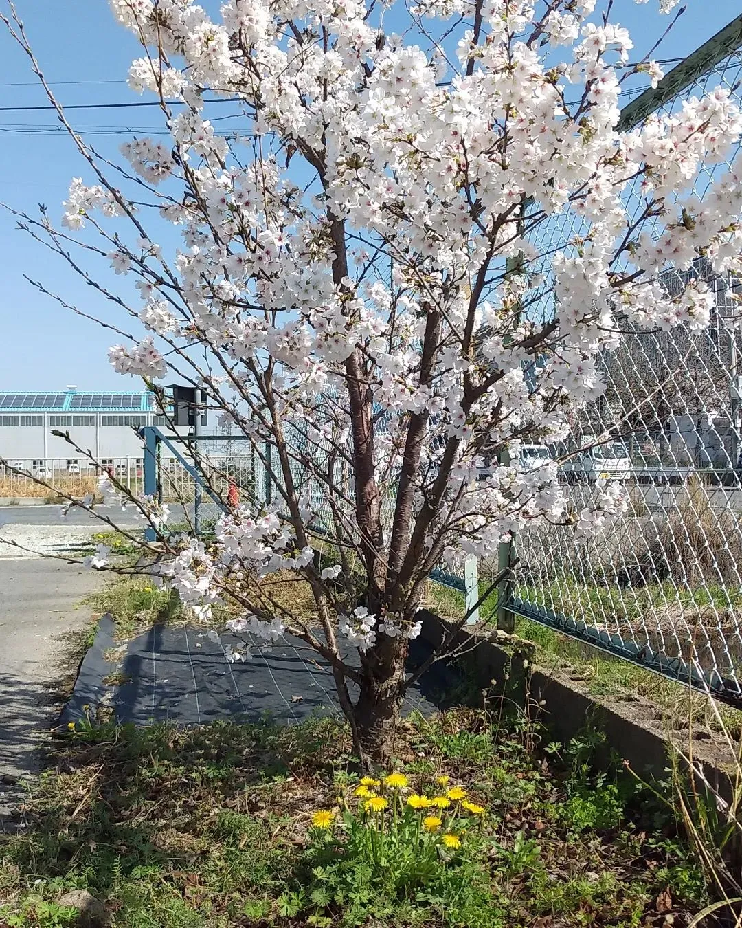 事務所前　4年前に植えた桜満開です！